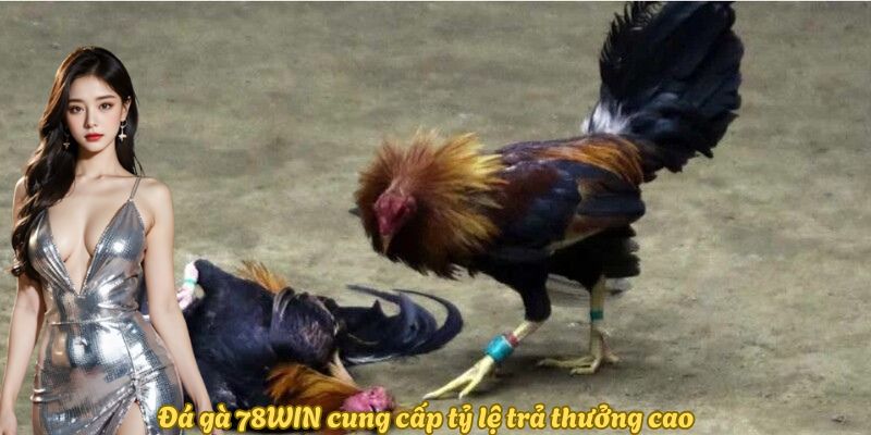 Đá gà 78WIN cung cấp tỷ lệ trả thưởng cao Đá gà 78WIN cung cấp tỷ lệ trả thưởng cao